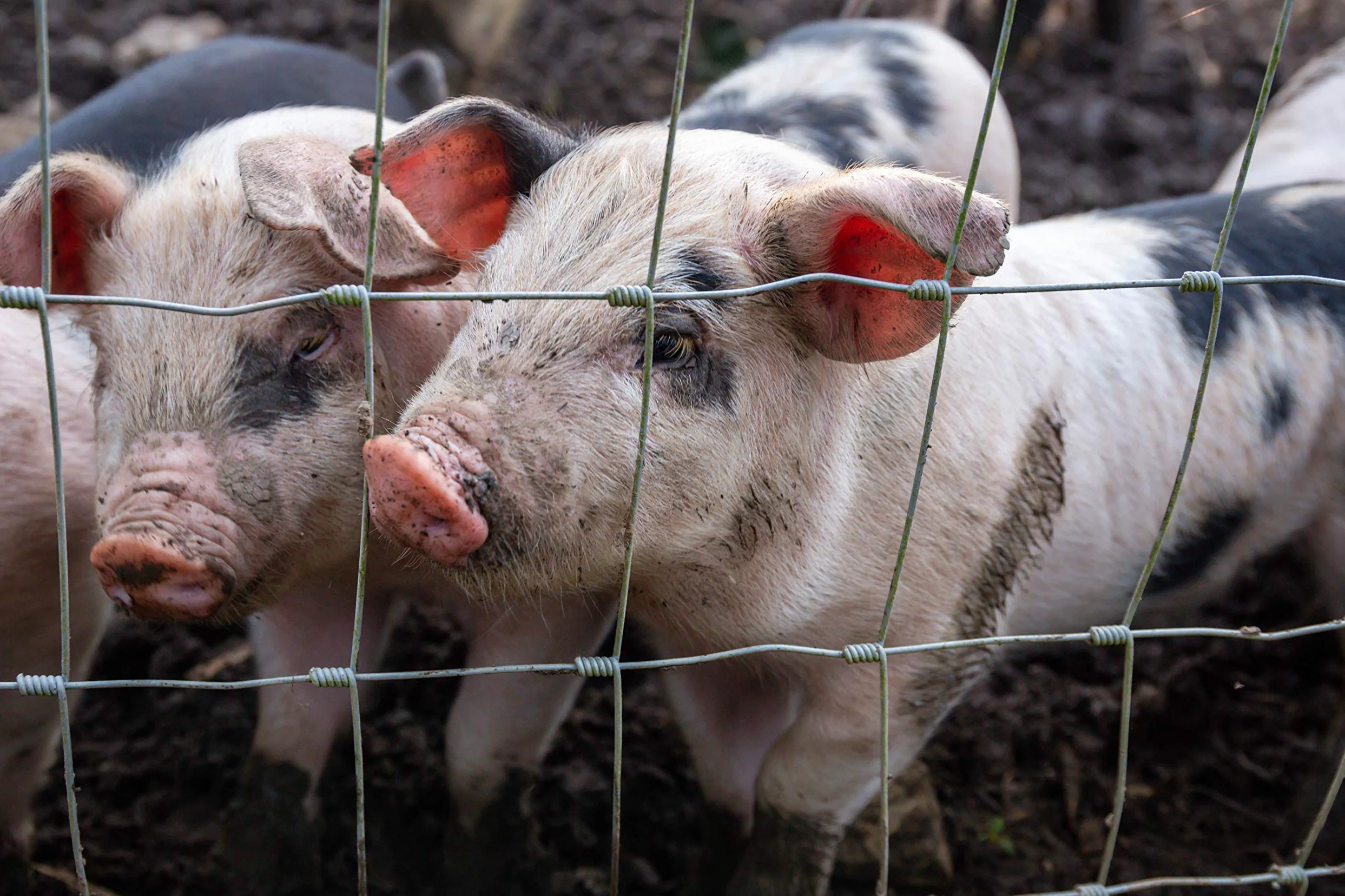 100 m, rete di protezione da animali selvatici, rete per zona boschiva, rete pastorale, rete metallica 180/24/15