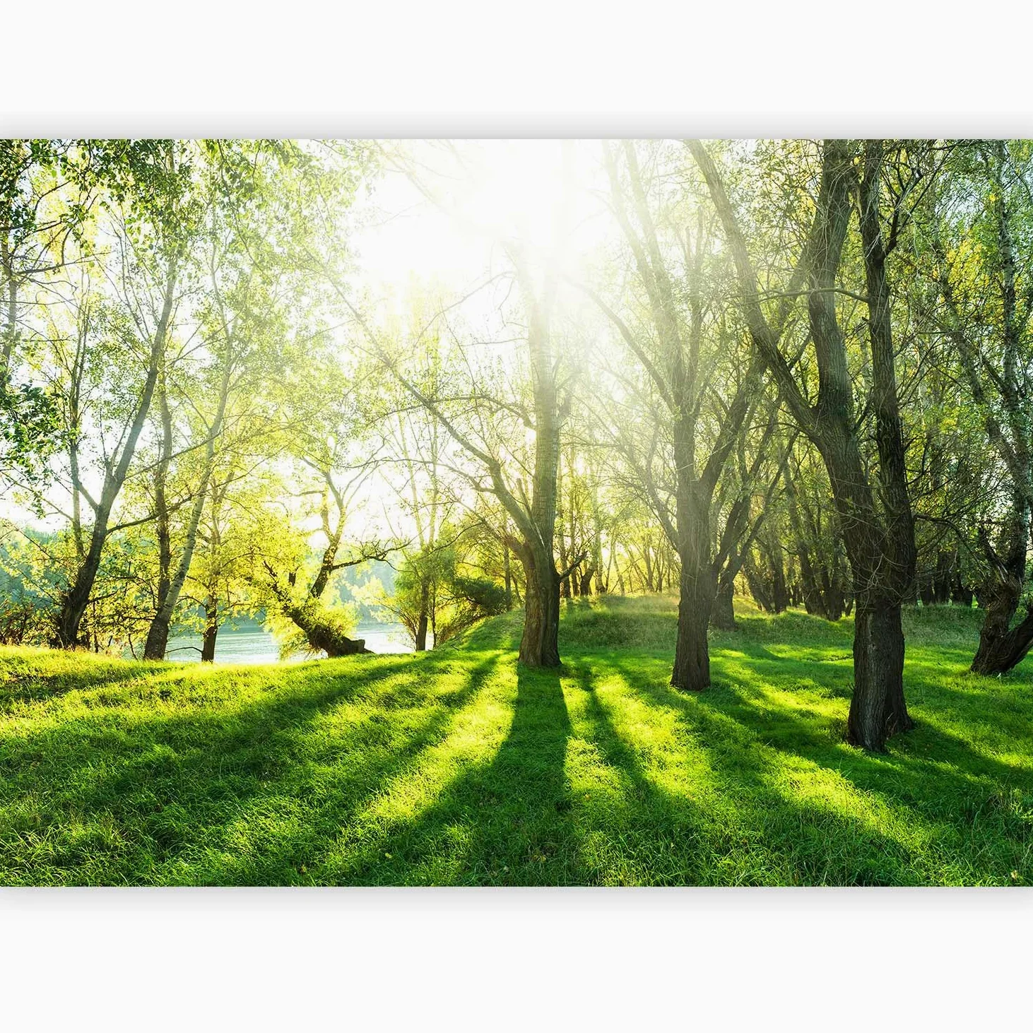 murando - Carta da Parati Adesiva Foresta Bosco 441x315 cm Fotomurali Adesivi Murali Rivestimento Parete Moderna per Pareti Adesiva Muro Decorativo Fotomurale Soggiorno - Nature Paesaggio verde