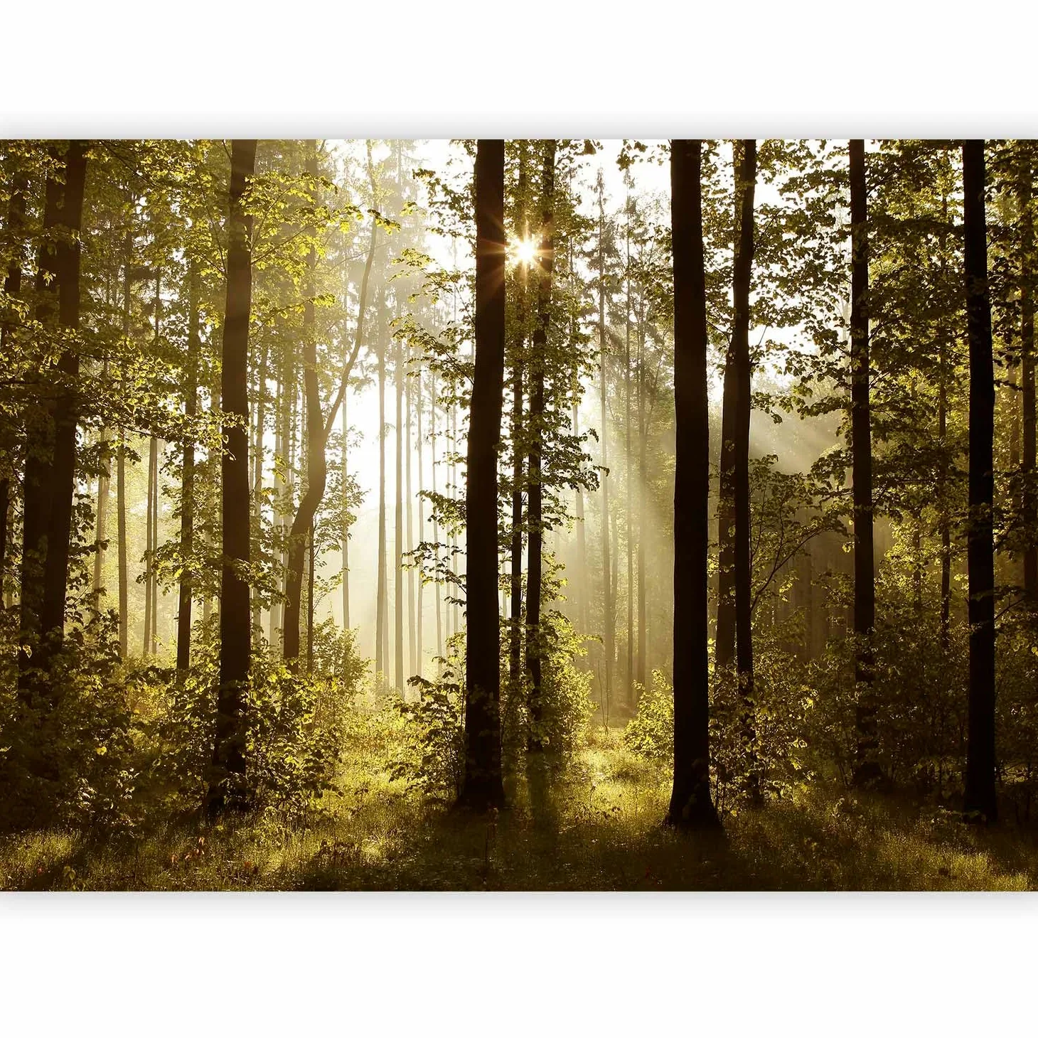 murando - Carta da Parati Adesiva Bosco Foresta 490x350 cm Fotomurali Adesivi Murali Rivestimento Parete Moderna per Pareti Adesiva Muro Decorativo FotomuralePaesaggio Natura Bosco Foresta Fiori
