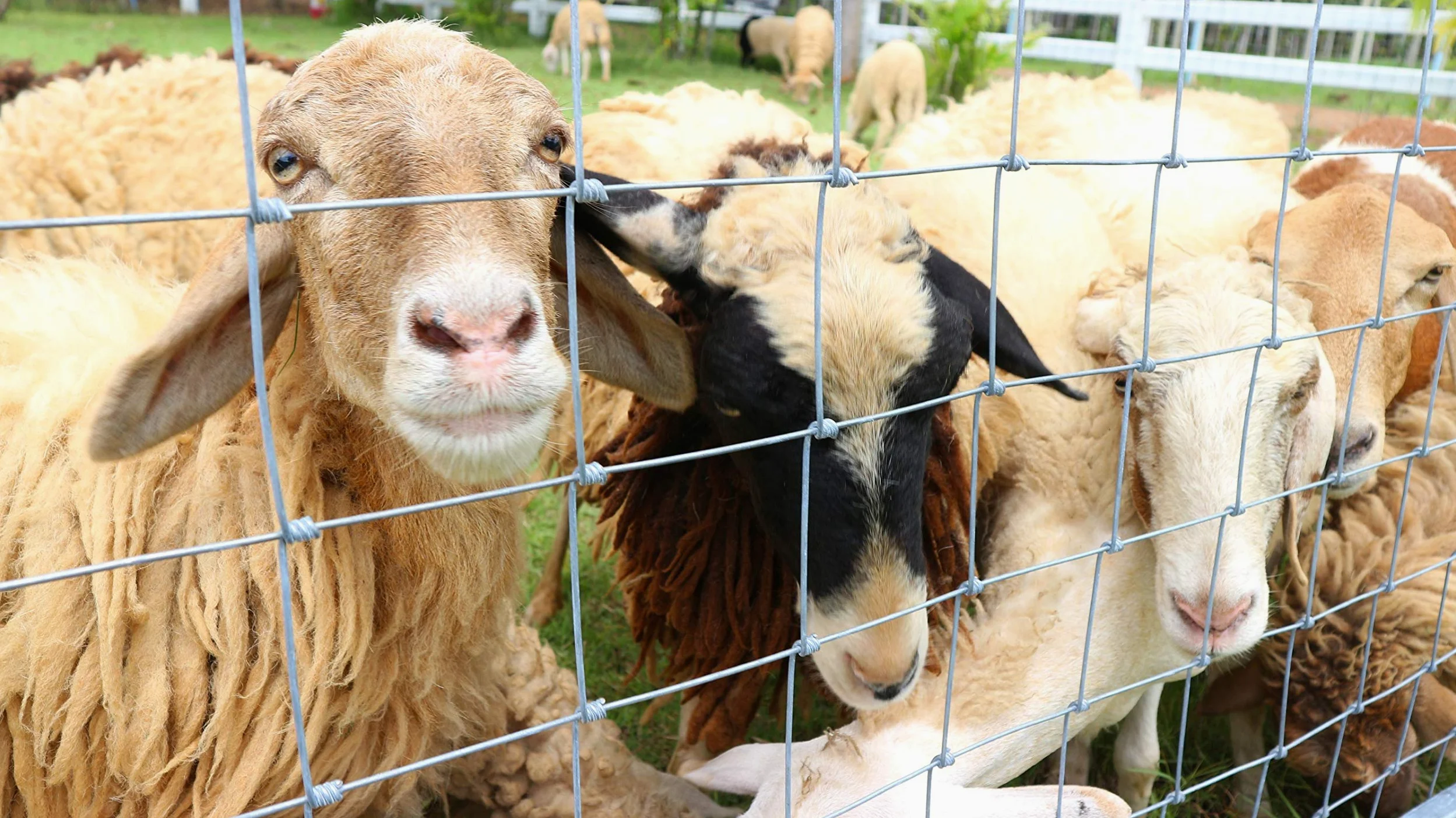 100 m, rete di protezione da animali selvatici, rete per zona boschiva, rete pastorale, rete metallica 180/24/15