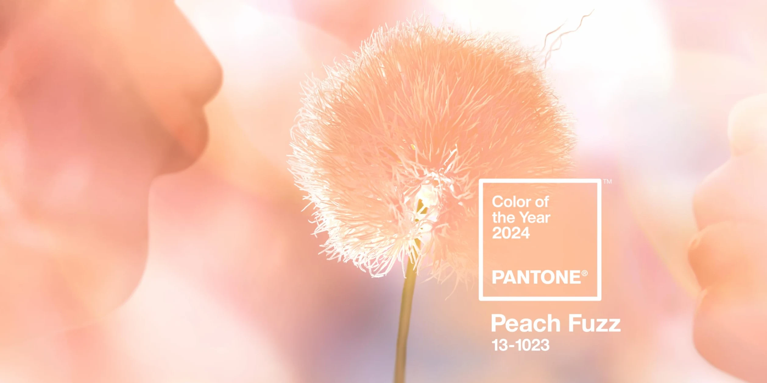 Pantone Formula Guide, Color of the Year 2024 in edizione limitata